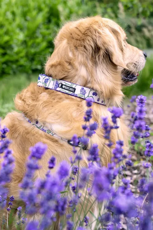 Obroża Double Lock Plum& Bloom na psie