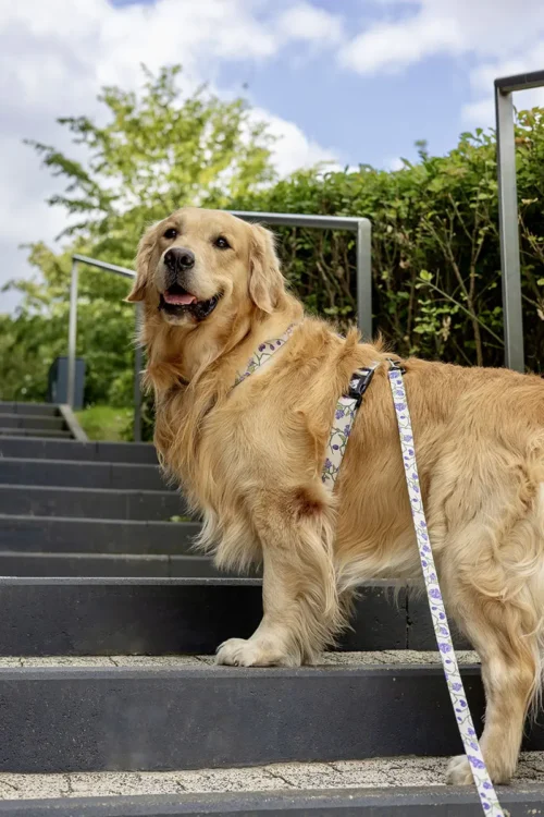 Pies stojący na schodach ze smyczą w szelkach Plum & Bloom