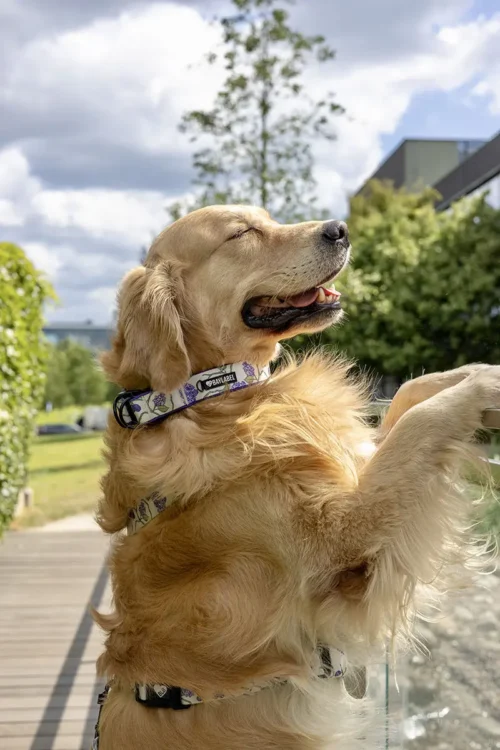 Pies stojący na tylnych łapach w obroży Double Lock Plum & Bloom