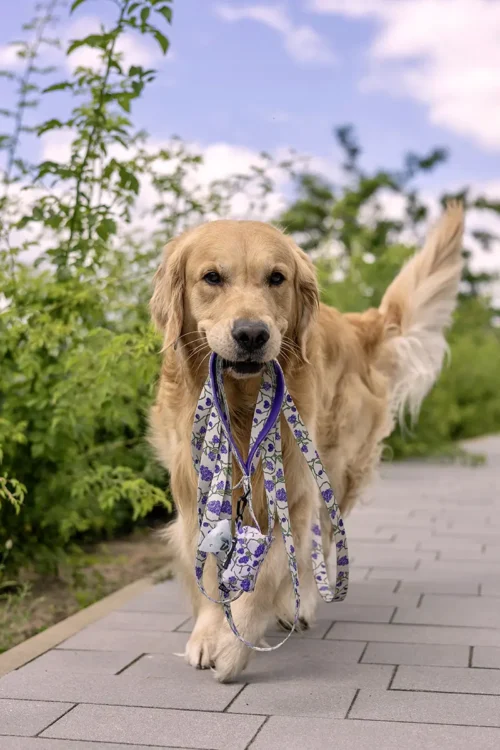 Pies trzymający smycz Plum & Bloom